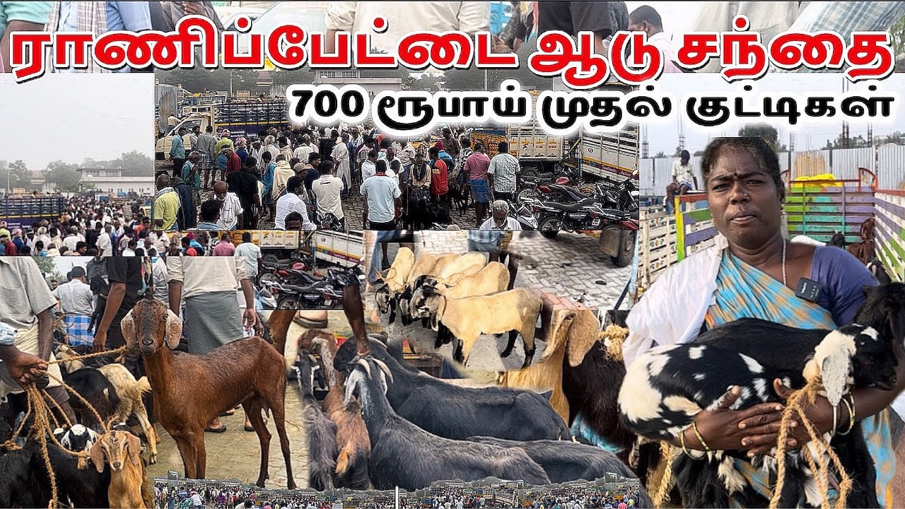 🔥 ராணிப்பேட்டை ஆடு சந்தை 💢 700 முதல் ஆட்டுக்குட்டிகள் // #pannaiveedu #ranipettai #ranipet