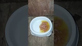 Surprise708 Soup For The Homeless Cat Musya