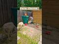 He loves to spoil his animals! #homestead #minifarm #farmchores