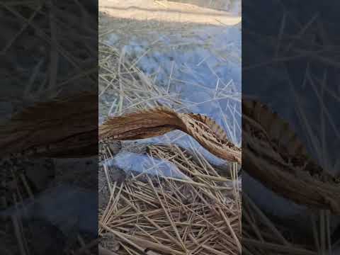 En México se come la víbora de cascabel