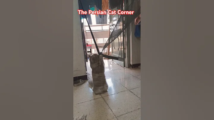 Watch the video about #cute #russian #persiancat #status @thepersiancatcorner