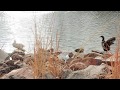 Classique516 Dori Official Music Video Classique516 Dori Official Music Video