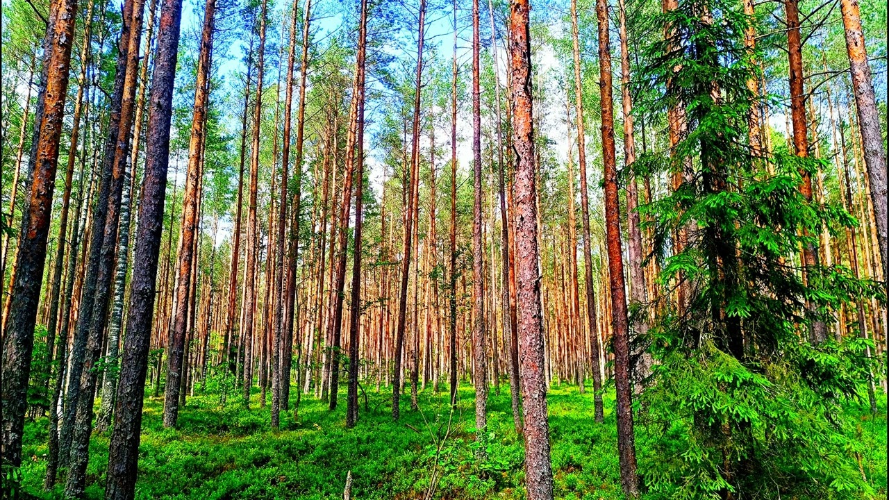 4K Лесное исцеление 🌲 Спокойное пение птиц и успокаивающие звуки природы для сна