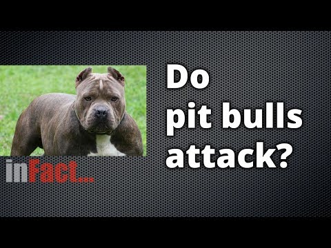 วีดีโอ: สุนัขโจมตีเดนเวอร์ TV Anchor เสนอบทเรียนในการอ่านพฤติกรรมสุนัข