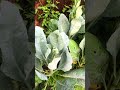 Chinese kale is growing like crazy—would you try this at home?