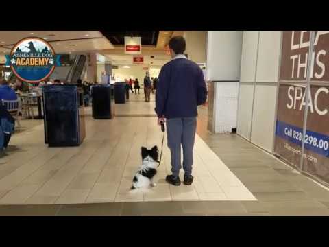 asheville-dog-academy---papillon-walks-loose-leash-uncut---dog-training-in-asheville-nc