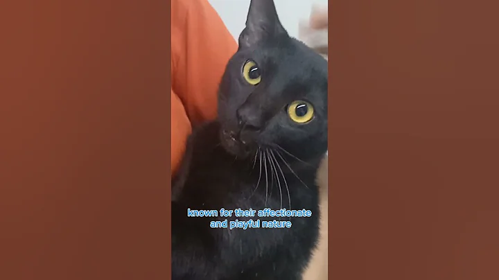 Video 5383281: funny burmese cat, catlover burmese, cats catlover cutecat funnycats, pets catlover cutecat funnycat