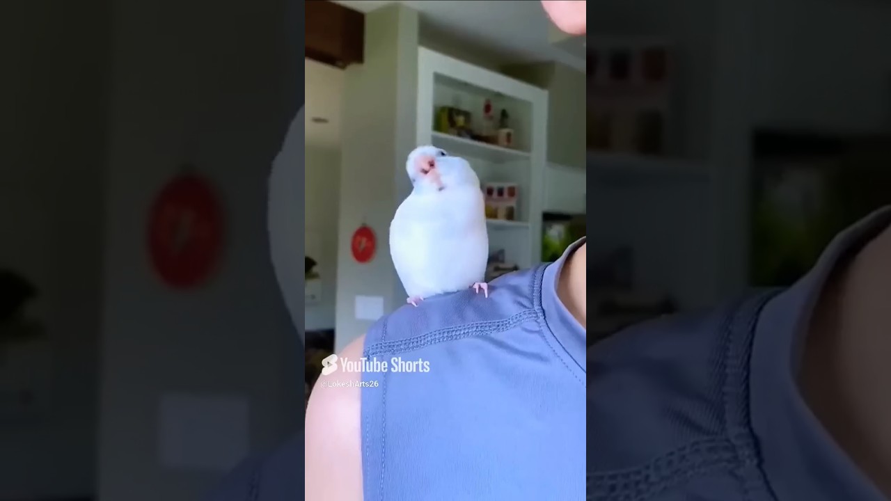 Funniest parrot Moments 🤣 Viral music synced with apt..apt..😂 #birds #funny #parrot #pets
