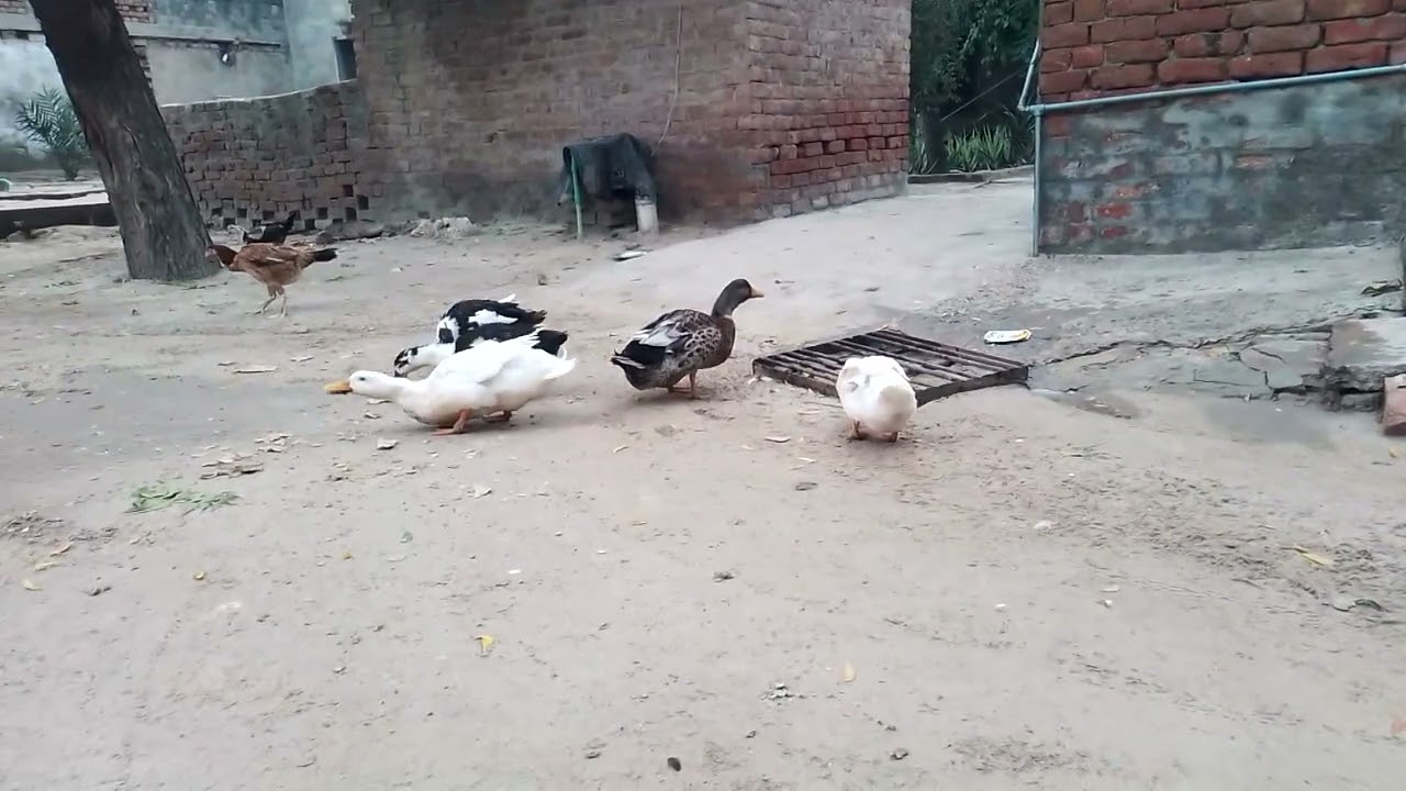 My ducks and chickens eating