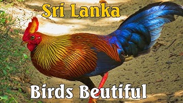De mooiste vogels ter wereld – 17 prachtige soorten uit Sri Lanka