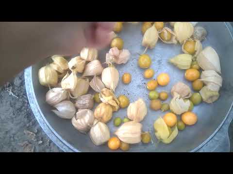 Video: Physalis: Do You Know How To Store It?
