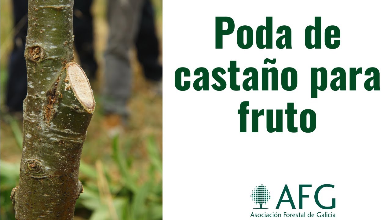 Poda de castaño para fruto