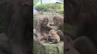 Ep1383. The Ultimate Monkey Compilation to Make Your Day Instantly Better