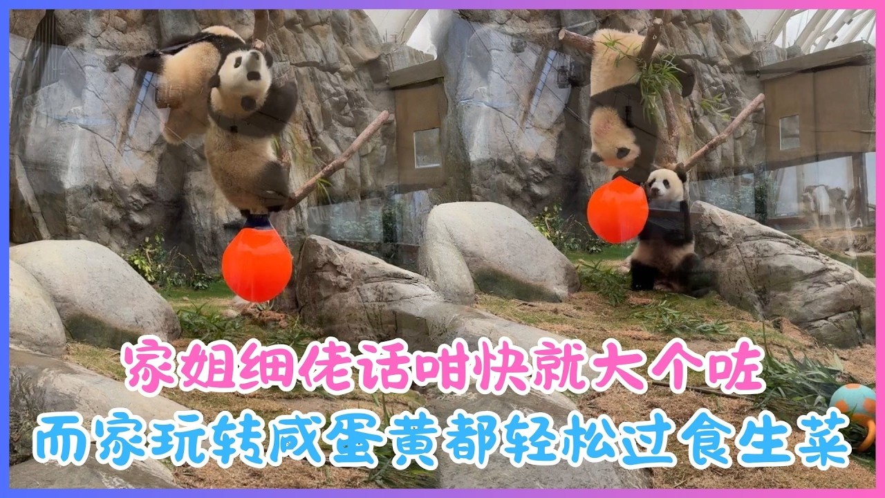 3月10日💖家姐细佬话咁快就大个咗～而家玩转咸蛋黄都轻松过食生菜💖