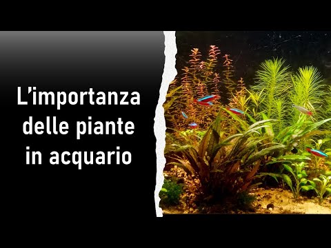 L'importanza delle Piante in Acquario