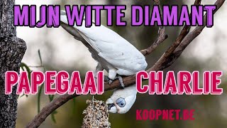 ️MIJN WITTE  DIAMANT️PAPEGAAI CHARLIE️