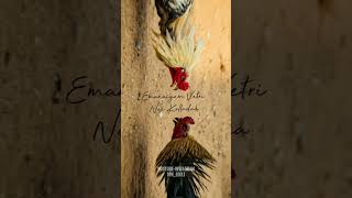 Edhilumee Tholvi Kudathuda