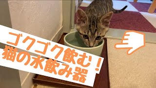 猫の水飲み器、何使ってる？食器や配置を紹介します。