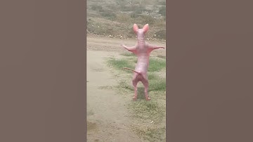 Thumbnail of No le gusto el tilin🤣
