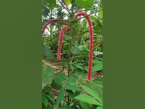 BUNGA EKOR KUCING #shorts - YouTube