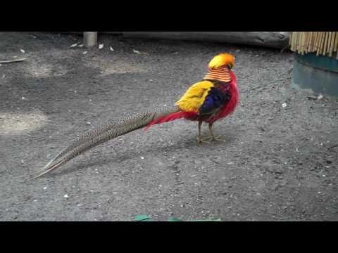 The Golden Pheasant - 10,000 Birds