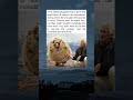 "The Sheep Who Outsmarted Wolves With 60 Pounds of Wool"