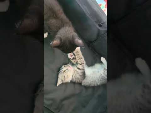 카페 갔다가 만난 아기 고양이들. 장난치는 모습이 귀였네요. #아기고양이 #냥냥이