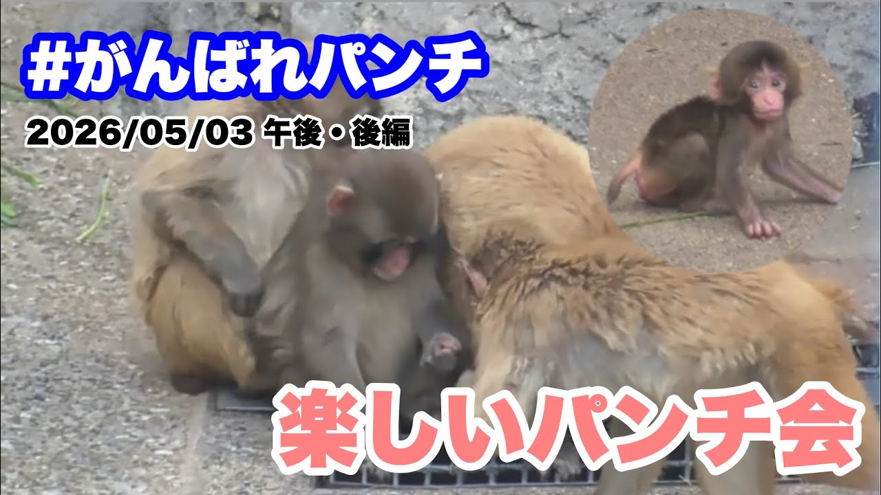 5/3午後・後編 楽しいパンチ会（Fun Punch Club) 2026.05.03 - YouTube