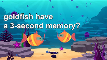 Do goldfish really have a 3-second memory?