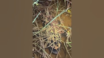 Câu cá lóc bông dẫn theo đàn con #cacconvat #docla #fishing