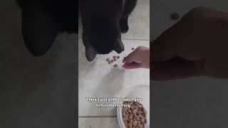 @martineh17: Breakfast in bed for Tooksi♡ #cat  #catlover #kitty #cat  #catlover #kitty