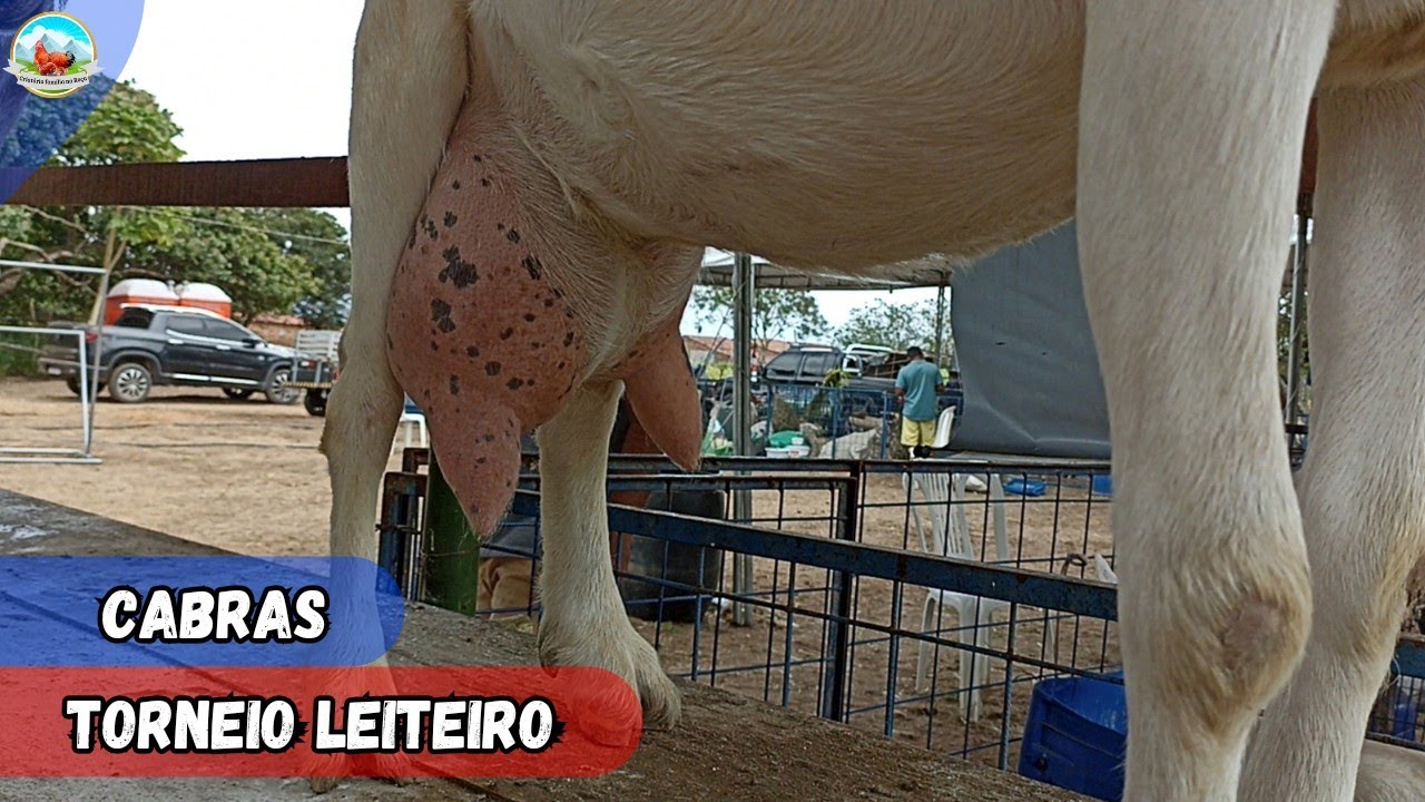 CABRAS LEITEIRAS COM ALTA PRODUÇÃO DE LEITE NA PRIMEIRA ORDENHA DO TORNEIO LEITEIRO 