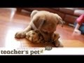Teach a Puppy to Sit | Teacher's Pet With Victoria Stilwell Teach a Puppy to Sit | Teacher's Pet With Victoria Stilwell