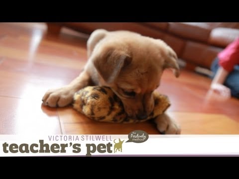 Teach a Puppy to Sit | Teacher's Pet With Victoria Stilwell