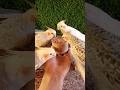 Adorable cockatiel parrot 🦜😍 #shorts #cockatiel #yellowcockatiel48