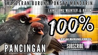 Pancingan Burung Poksay Mandarin Bahan ,dengan suara Poksai gacor ini mana aja kan ikut Nyaut