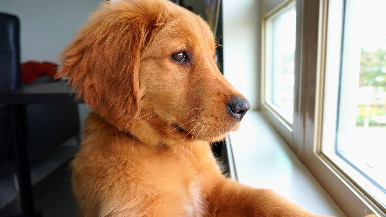 Red Golden Retriever - Real walk with 3 month old puppy