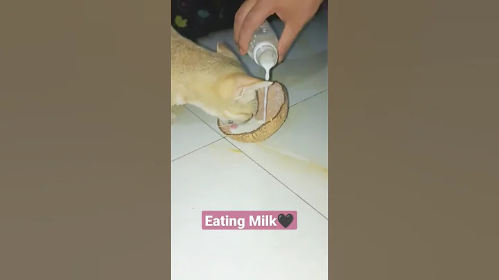 Cat Eating Milk😱 #shorts #shortsfeed #cat #catlover #cats #catmilk #cateating
