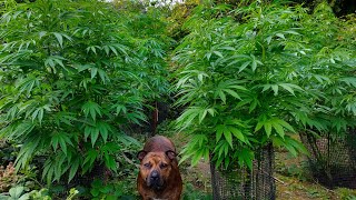 π¬π§UK Guerilla Grow 2021 update