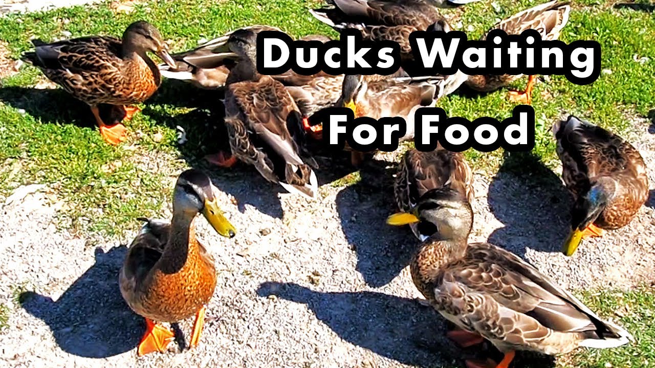 Wait Duck Hungry Ducks Waiting For Food - YouTube