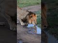 1 3 Rongai Boys Quenching Thirst In Naboisho Conservancy Maasai Mara 