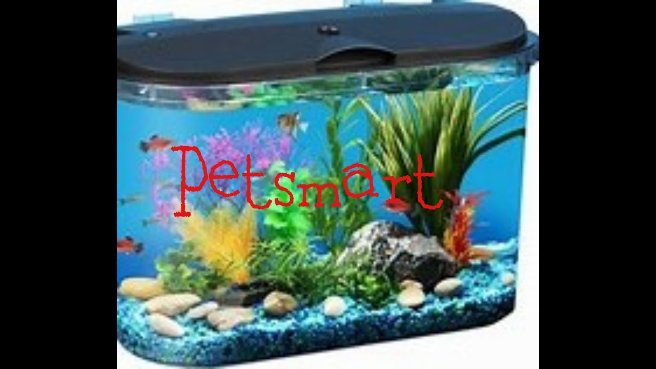 Fish Aquarium dumpster diving Petsmart YouTube