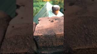 Chimney repair project.  Complete rebuild or removal??