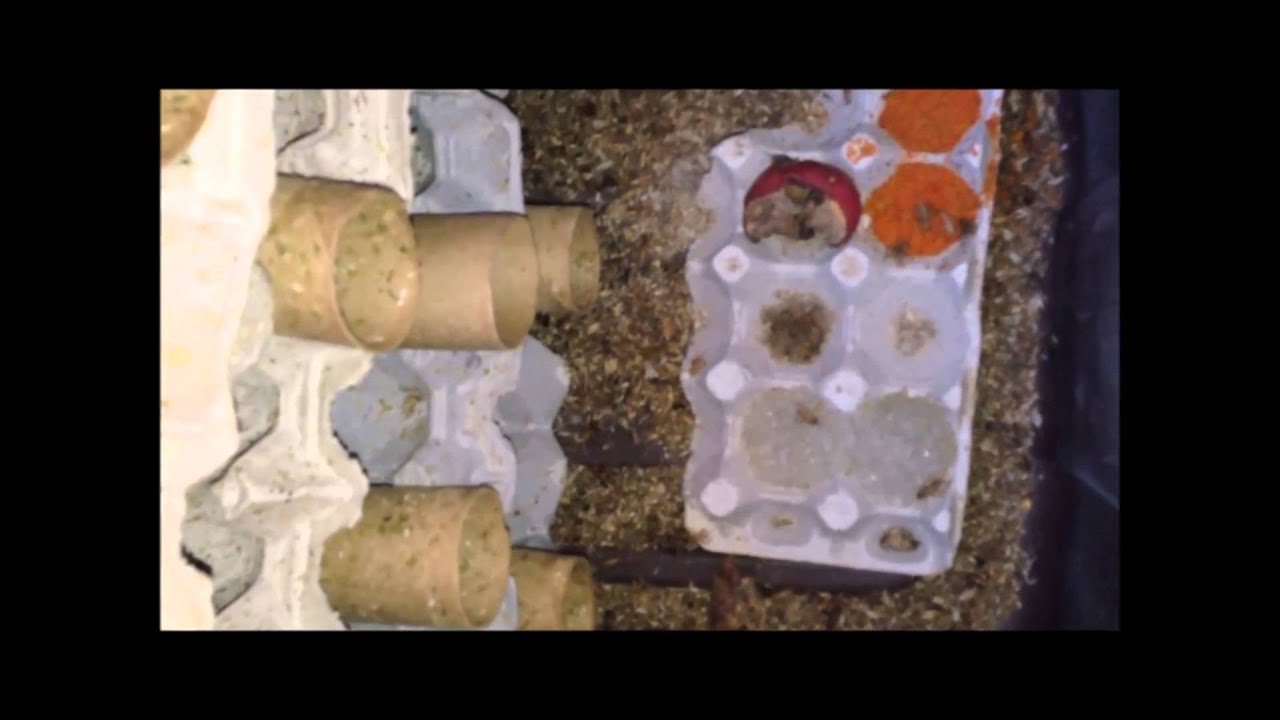 Bearded Dragon Diet Storing Feeding And Maintaining Crickets For