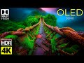Pure Depth OLED Demo – A True Colors IN Dolby Vision 4K HDR
