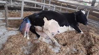 How a cow gives birth to a baby[live]