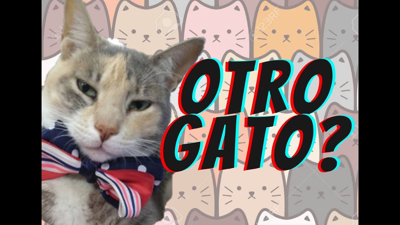 COMO HACER QUE MI GATO ACEPTE A OTRO GATO Introduce un segundo gato