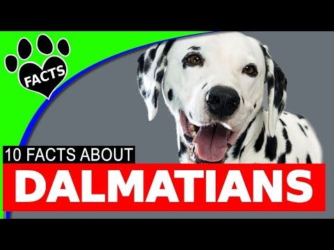 facts about dalmatians