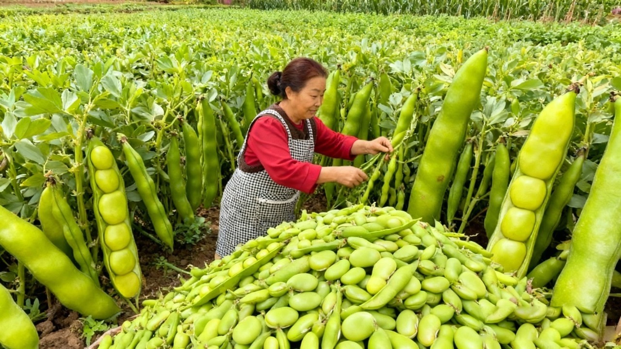 【唐小米】蚕豆丰收了，唐奶奶用三个月做道蚕豆酱，鲜香下饭