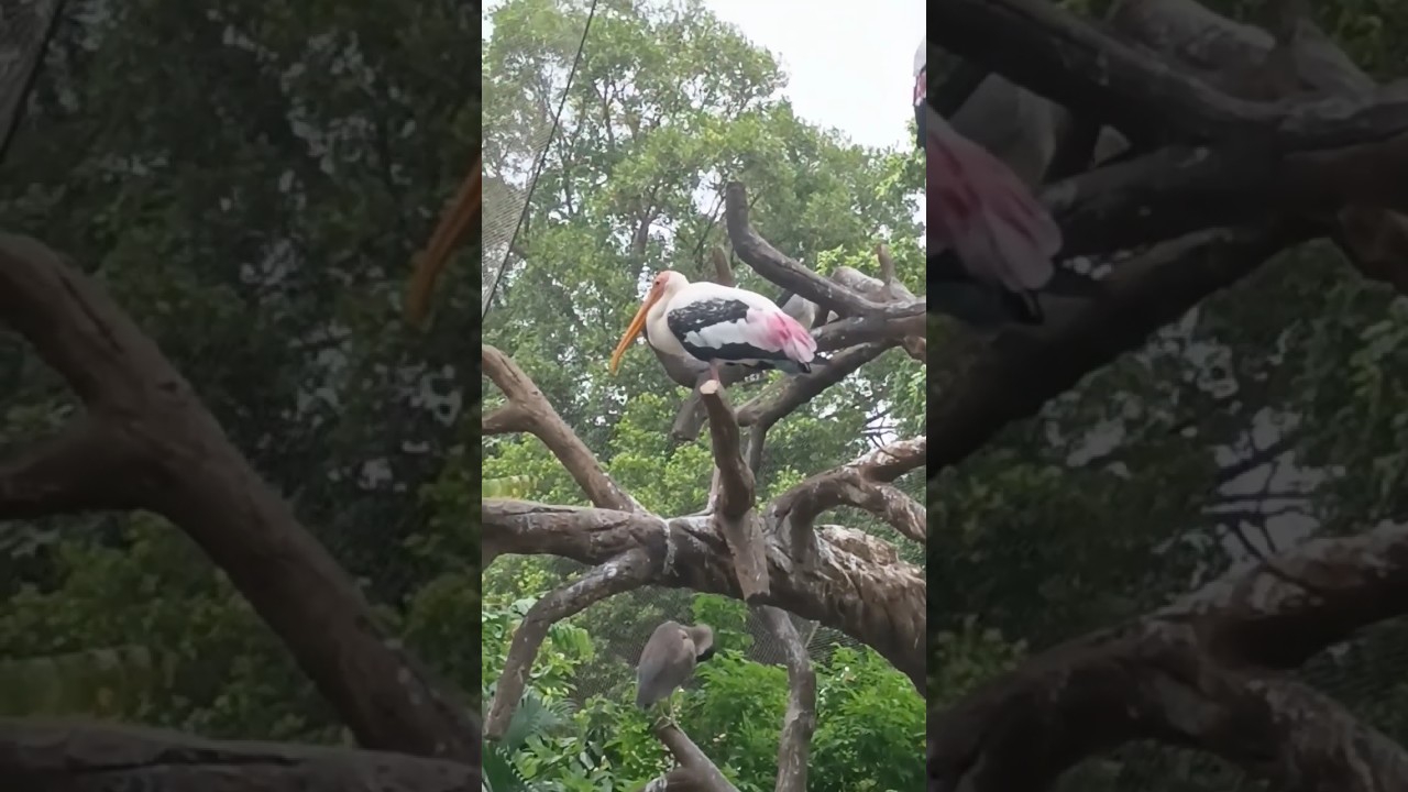 cute aqua birds in byculla zoo // rani bagh cute aqua birds